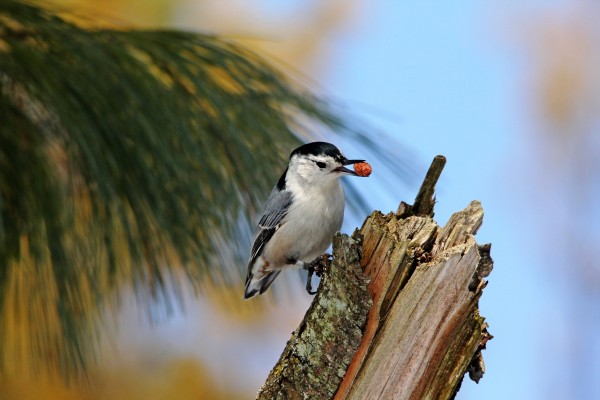 Nutty Nuthatch by Deb Oppermann